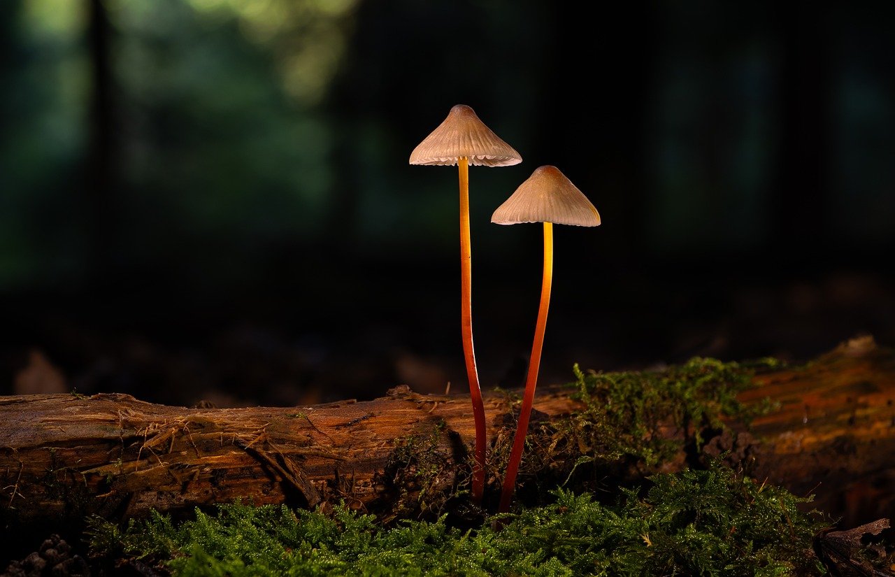 七牛云实名账号：听力口语app详情下载教程