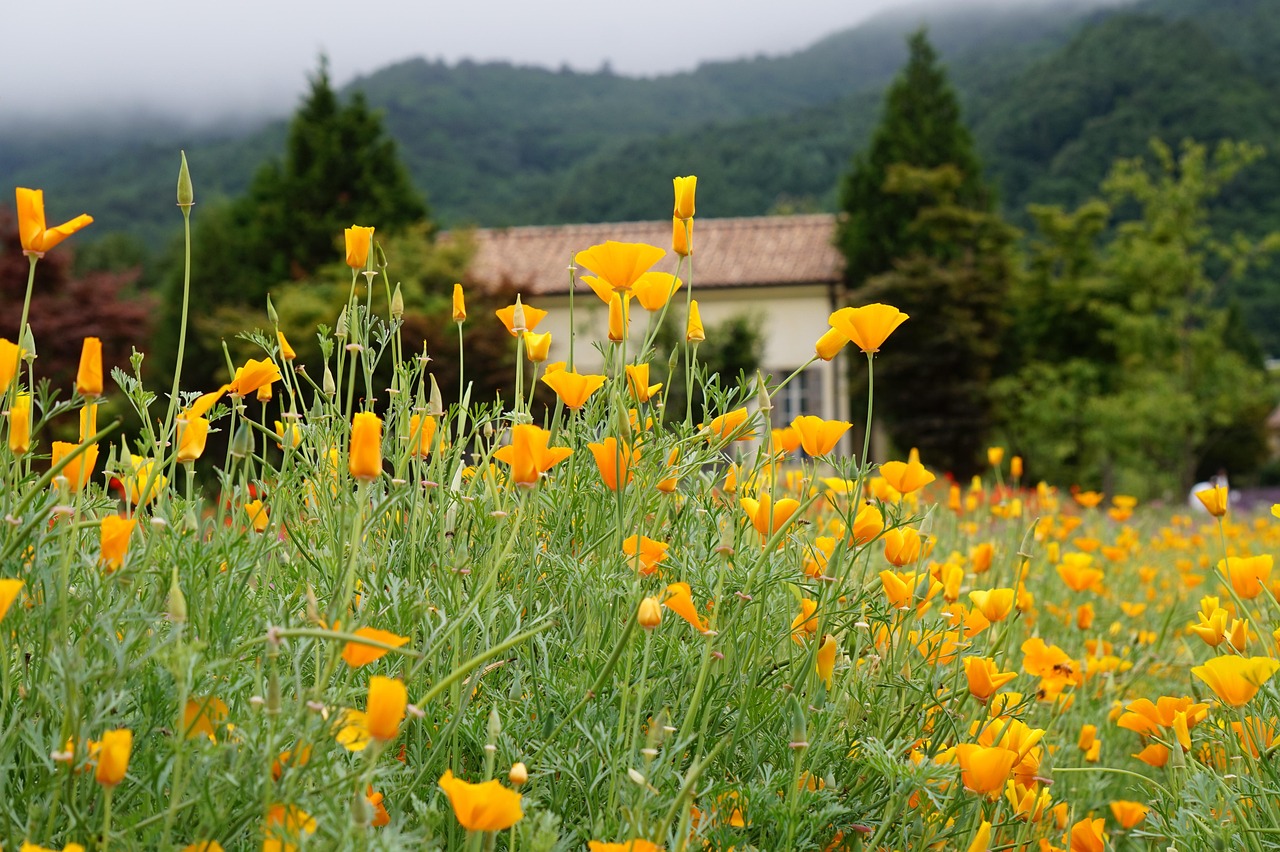 香烟包装的趋势和设计风格